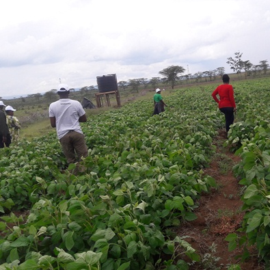 Agri-business start-up.