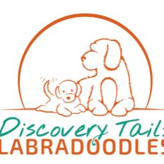 DiscoveryTailsLabradoodles