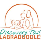 DiscoveryTailsLabradoodles