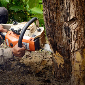 Tree Service Nanaimo Inc.