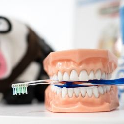 dentist helensvale