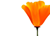 Golden Poppy Preschool & Infant Centre