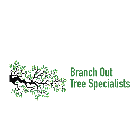 Branch Out Tree Specialist