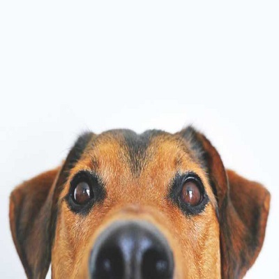 Skin and Coat Conditioning - Sandy Mobile Pet Grooming