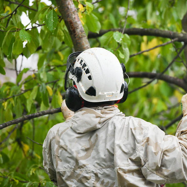 OC Tree Service Pros