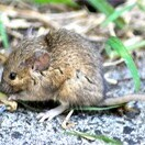 Rats Removal Melbourne - Startupxplore Rats Removal Melbourne
