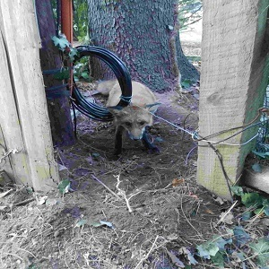 BuxMont-Wildlife-Trapping & Animal-Removal