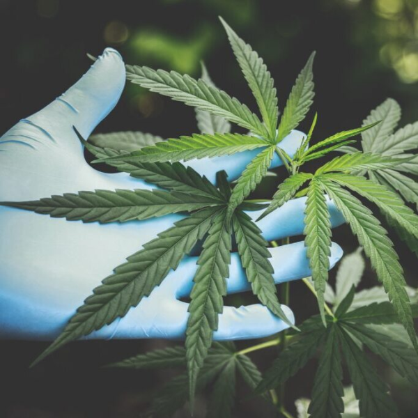 Estateweed