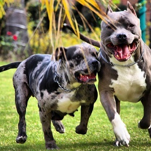 States Pitbull Homes