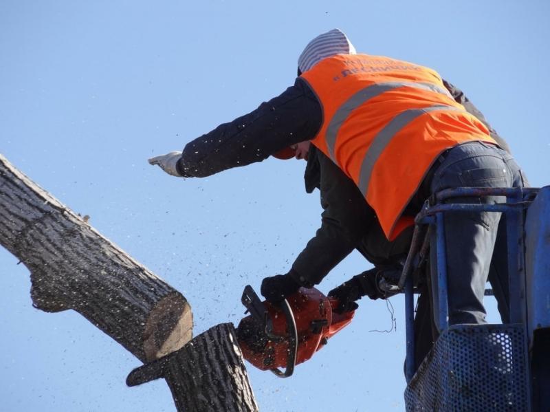 Images from Tree Service Stamford
