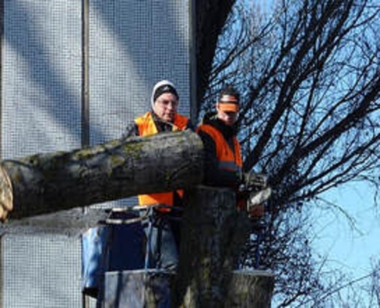 Images from Tree Service Stamford