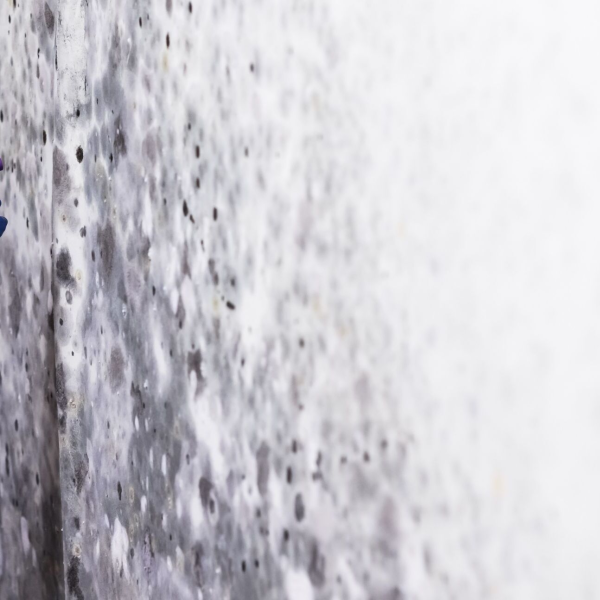 Mold Experts of Austin