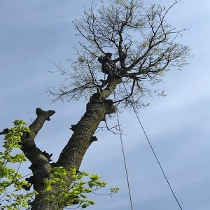 Roger's Tree Services LLC