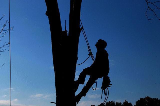 Images from Roseville Tree Service