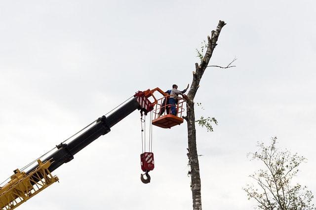 Images from Roseville Tree Service