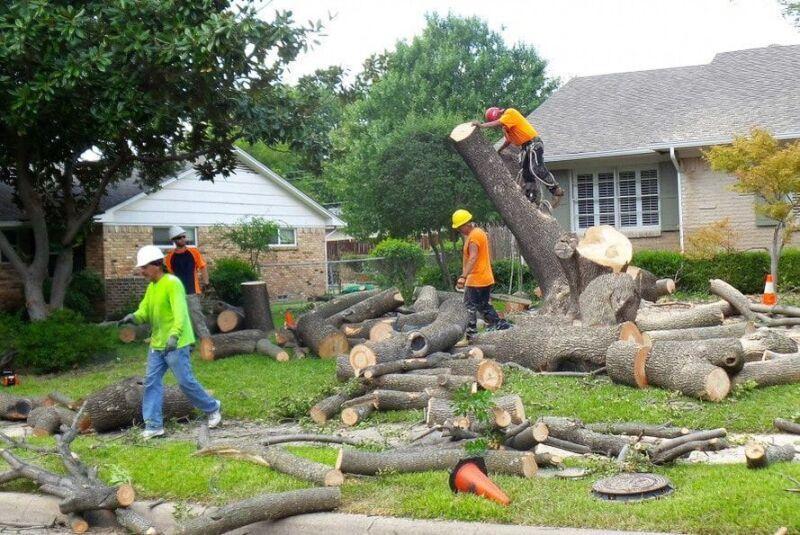 Images from Fishers Tree Service