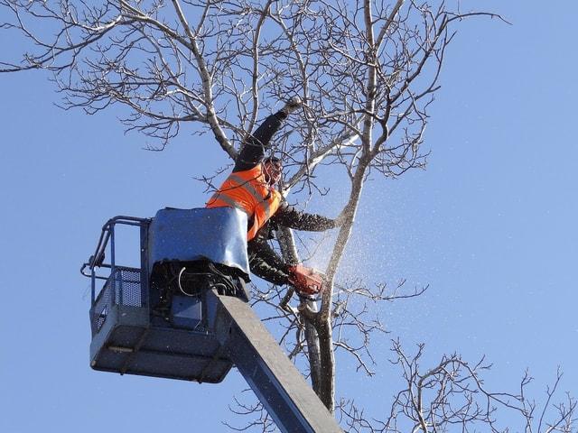 Images from Greenwood Tree Service