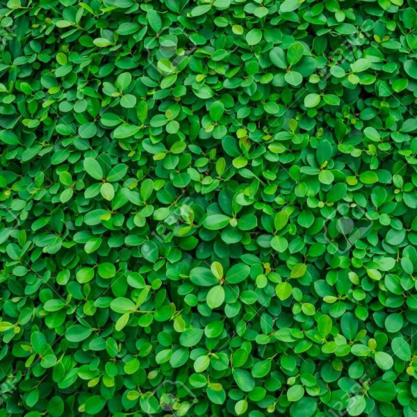 Adelaide Trees