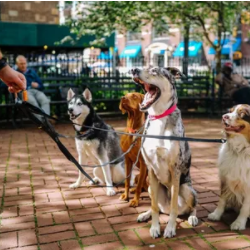 Games4Dogs