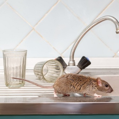 Pest Control Experts of San Antonio