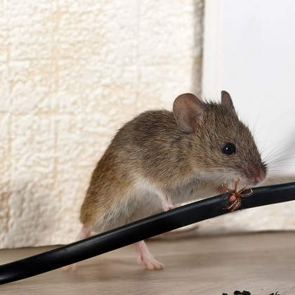 Pest Control Experts of Salt Lake City