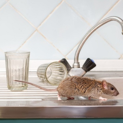 Ray's Pest Control