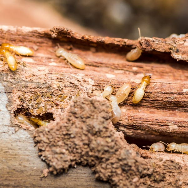 Pest Control Experts of Milwaukee