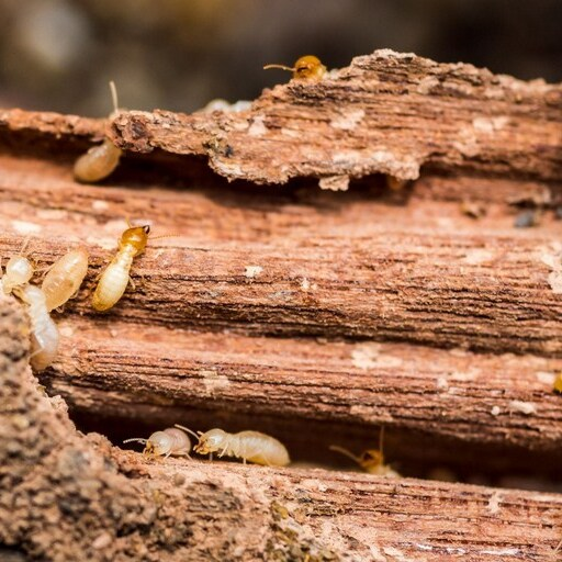 Pest Control Experts of Cedar Park