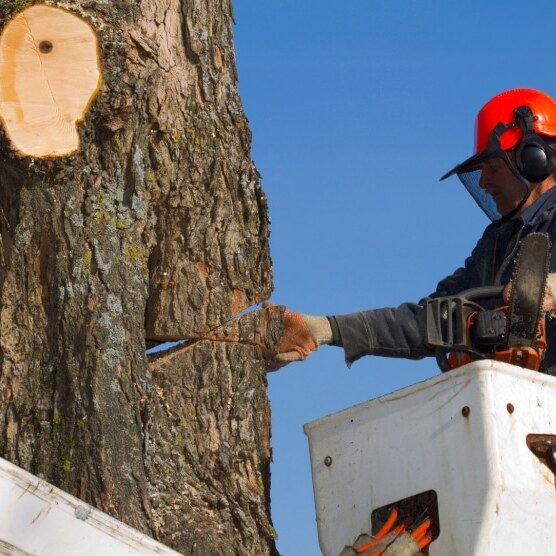JM Atlanta Tree Service