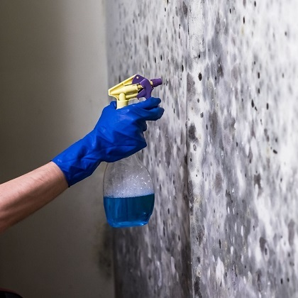 Indianapolis Mold Removal
