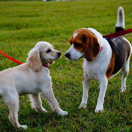 Pet Friendly Rehabs