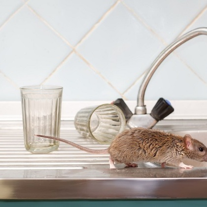Idaho Falls Pest Control Solutions