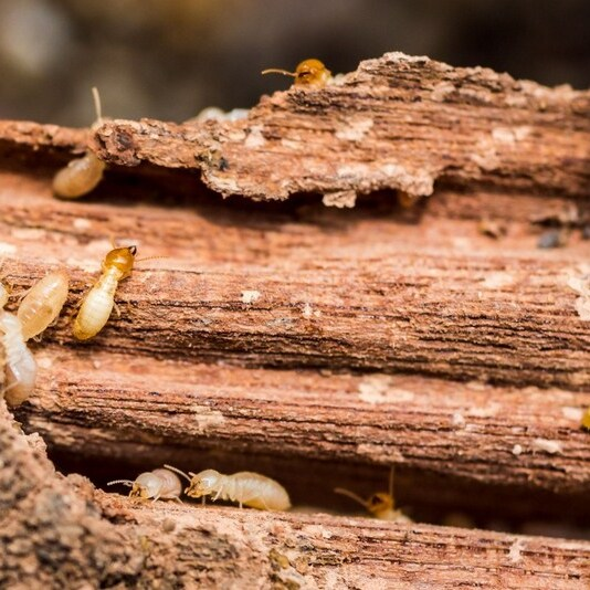Sarasota Pest Control Solutions