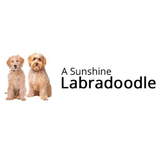 A Sunshine Labradoodle