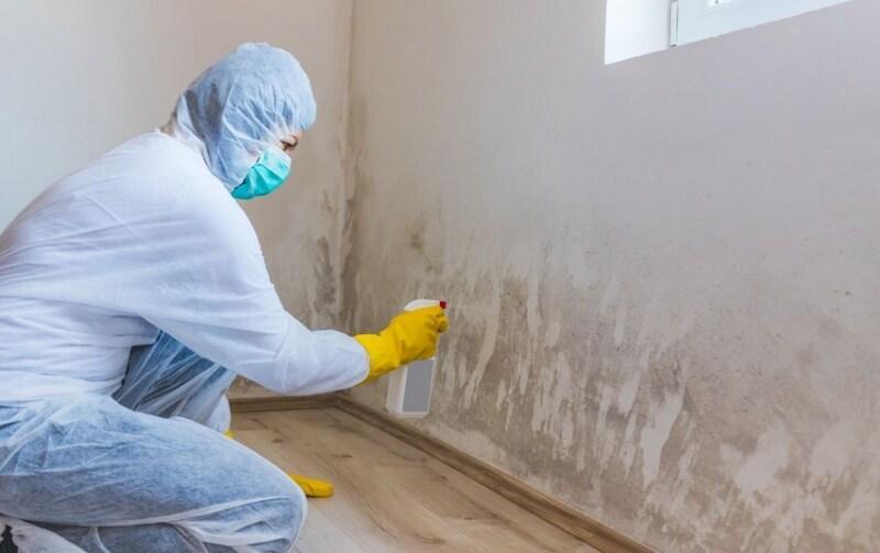 Images from Greenville Mold Removal