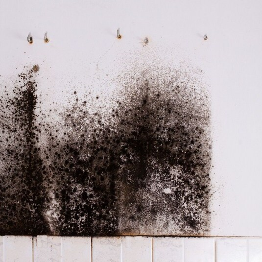Mold Experts of Columbia