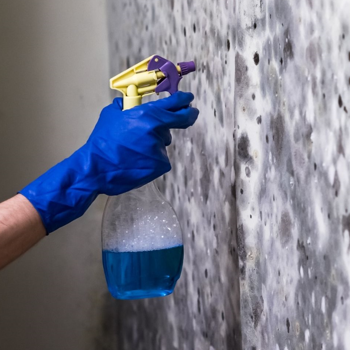 Fort Myers Mold Solutions