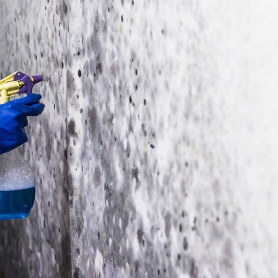 Kansas City Mold Solutions