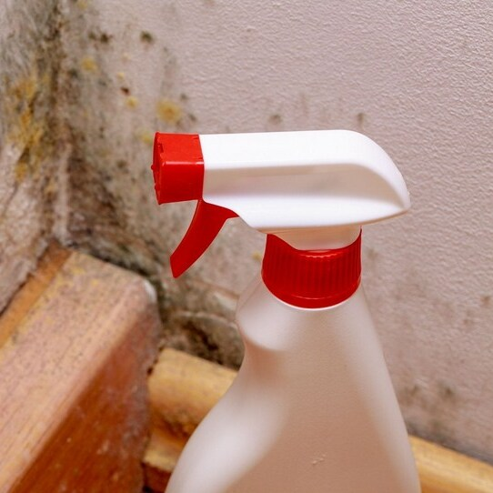 Spokane Mold Removal Solutions