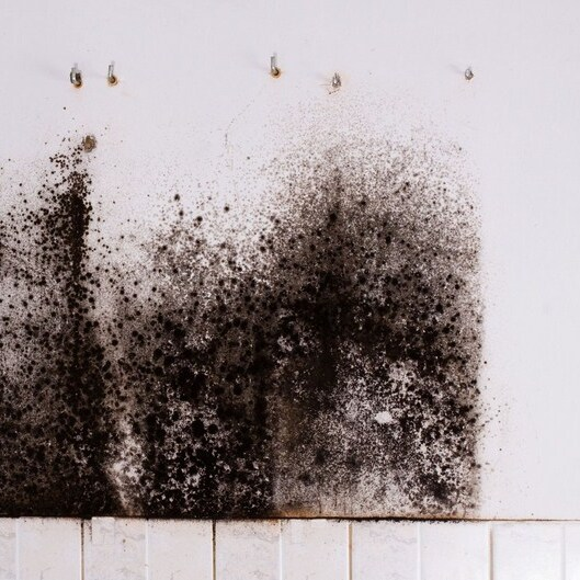 Grand Rapids Mold Experts