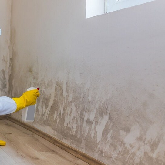 Mold Experts of the Bronx