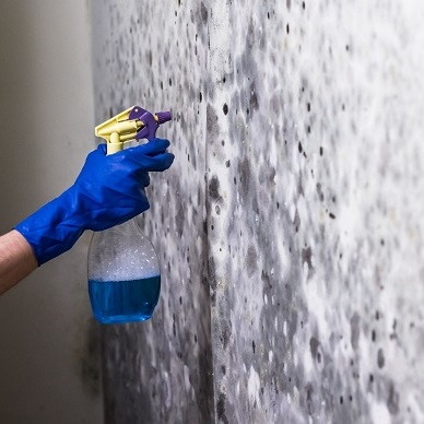 Mold Experts of Houston
