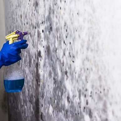 Mold Experts of Staten Island