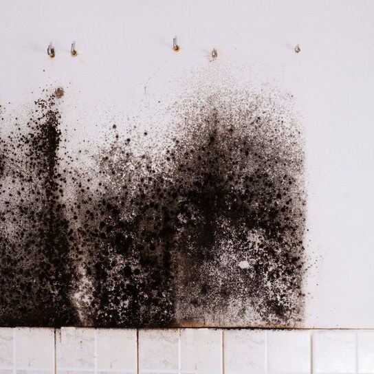 Mold Experts of Motorcity
