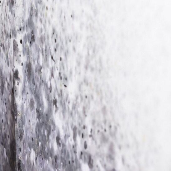 Mold Experts of Salem