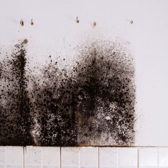 Kenosha Mold Solutions