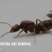 antpestcontrol - Startupxplore antpestcontrol