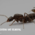 antpestcontrol