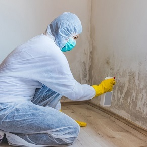 World Borough Mold Experts