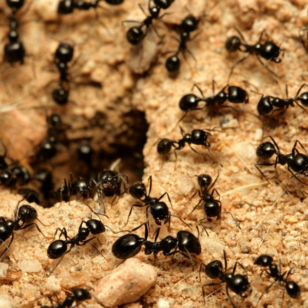 Rockies Pest Control Solutions